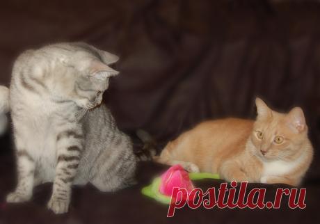 Почему кастрированный кот пытается делать садку на кошек или предметы? | Дневник кошатницы | Яндекс Дзен