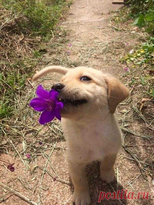 25 раз, когда домашние животные приносили своим владельцам самые неожиданные подарки Собаки и кошки не могут выразить свою благодарность словами, но у них есть одна вещь для своих владельцев — они потрясающие дарители подарков. Ну, кто не любит просыпаться рядом с недавно убитой мышью...