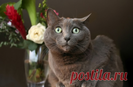 Домашние животные, которые боятся довольно странных вещей | Чёрт побери Не все страхи являются рациональными, особенно когда речь заходит о ваших домашних животных. Мы понимаем, дрожать от фейерверков, петард и воды, но иногда, кажется, что некоторые животные боятся вообще всего на свете, и люди не понимают почему. Посмотрите некоторые крайне нелогичные вещи, которых домашние кошки и собаки боятся искренне.  Воды  ЛЕстница  Косилка  Лебеди  Пылесос  Море  Последние две сту...