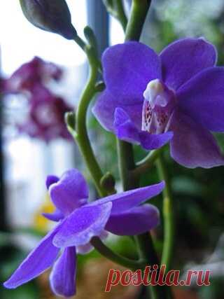 Про липкие капли на листьях орхидей