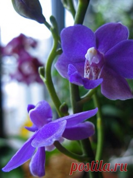 Про липкие капли на листьях орхидей