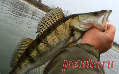 Ловля судака на отводной поводок