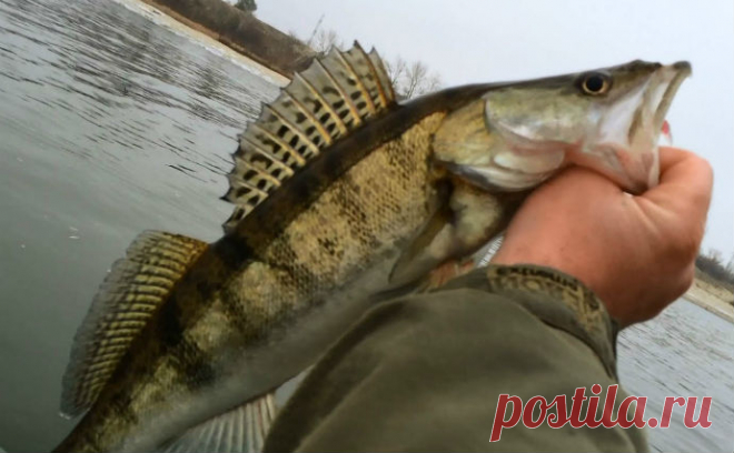 Ловля судака на отводной поводок