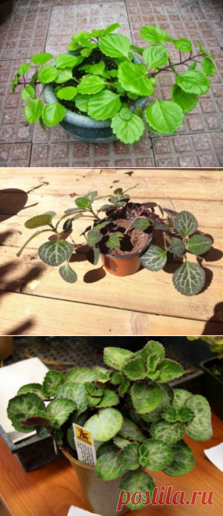 Плектрантус: фото, советы и рекомендации по уходу.