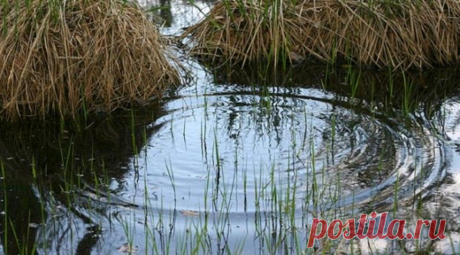Учимся читать следы рыб на воде | Охота и рыбалка