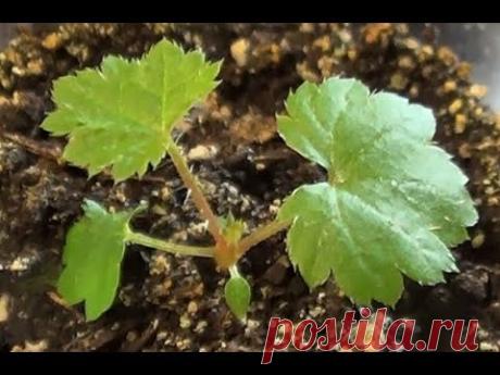 Астильба из семян. Сеянцы подрастают.