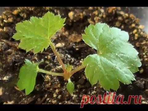 Астильба из семян. Сеянцы подрастают.