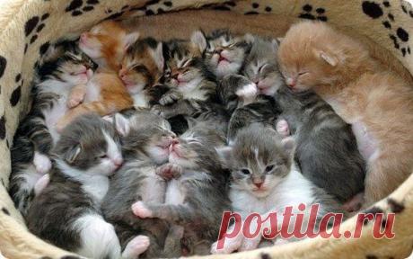 Класс комочкам счастья)