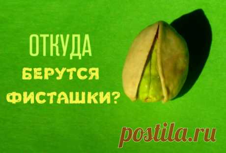 Как растут привычные нам продукты Многие из этих продуктов настолько прочно вошли в нашу жизнь, что порой нам кажется – они растут на полках супермаркетов. Как же на самом деле выглядят места их обитания?