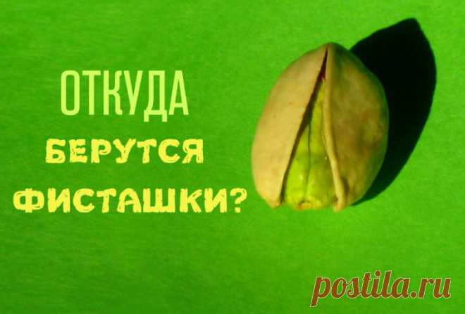 Как растут привычные нам продукты Многие из этих продуктов настолько прочно вошли в нашу жизнь, что порой нам кажется – они растут на полках супермаркетов. Как же на самом деле выглядят места их обитания?