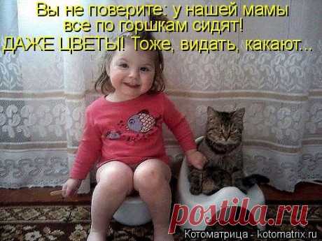 Свежая котоматрица для позитива