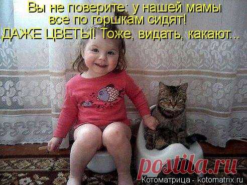 Свежая котоматрица для позитива