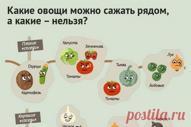 Порядок на грядках: какие растения несовместимы друг с другом. Инфографика | Памятка | ИНФОГРАФИКА | АиФ Краснодар