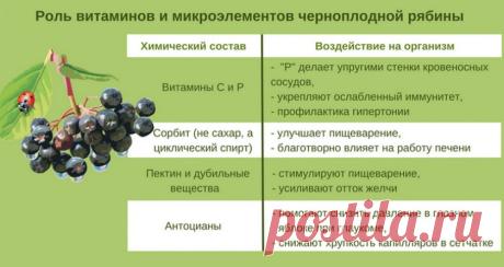 Черноплодная рябина в ландшафтном дизайне сада: фото и описание черноплодной аронии, её применение на участке, посадка и уход