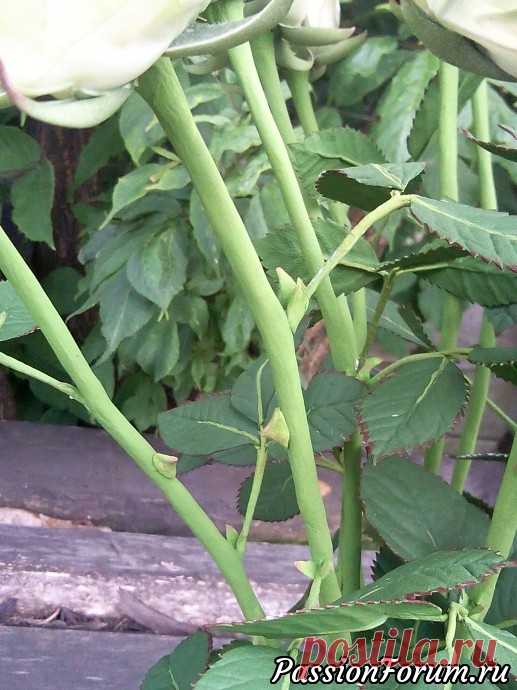 И снова розы...