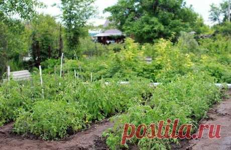 В Волгодонске с 1 июня дачные автобусы переходят на летний режим работы | Новости Волгодонска