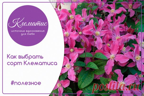 Клематис - источник вдохновения для тебя