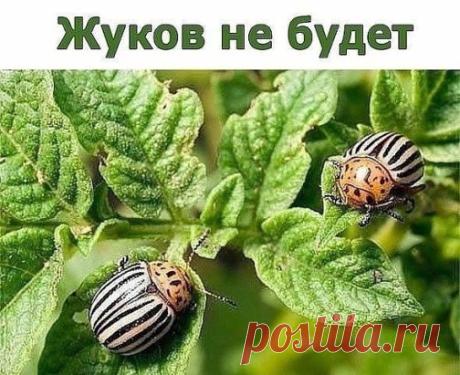 (46) Одноклассники