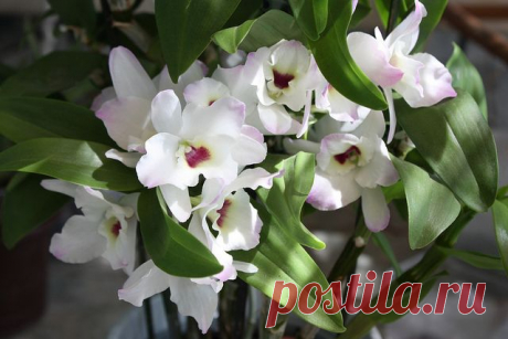 Дендробиум благородный (нобиле): рекомендации по уходу | flori-da.ru