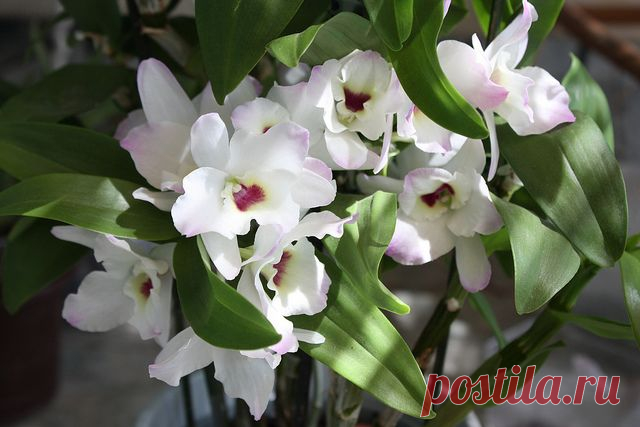 Дендробиум благородный (нобиле): рекомендации по уходу | flori-da.ru