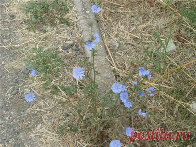 ЗЕМЛЯ-КОРМИЛИЦА (корень цикория)