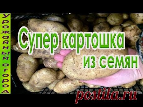 СУПЕР УРОЖАЙ КАРТОФЕЛЯ ВЫРАЩЕННОГО ИЗ СЕМЯН!!!