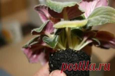 Размножаем фиалку пасынками - Садоводка