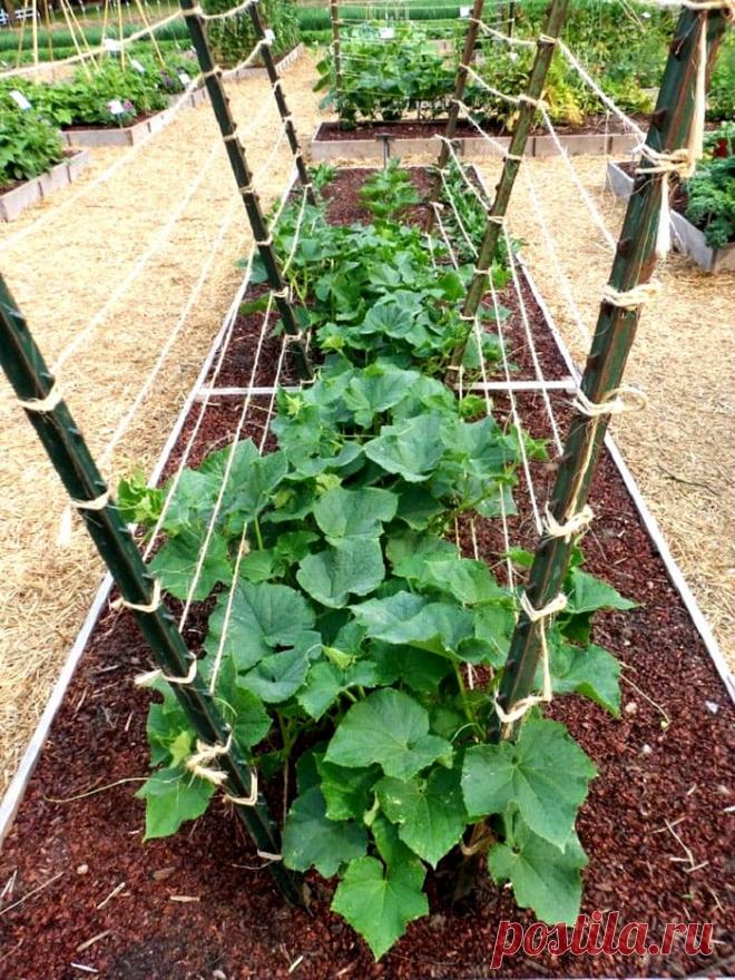 Шпалера для огурцов: виды, материалы, преимущества, особенности подвязки