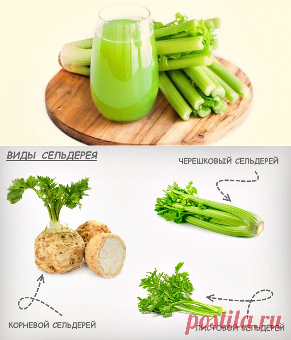 Свойства стебля сельдерея. Свойства стебля сельдерея. Сельдерей польза. Свойства стебля сельдерея. Полезные св-ва сельдерея.