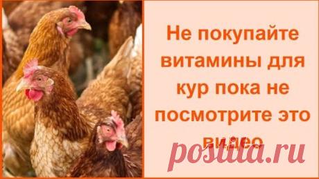 Чем пропаивать кур - волшебное лекарство и витамины для кур несушек