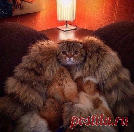 Намурлыкала