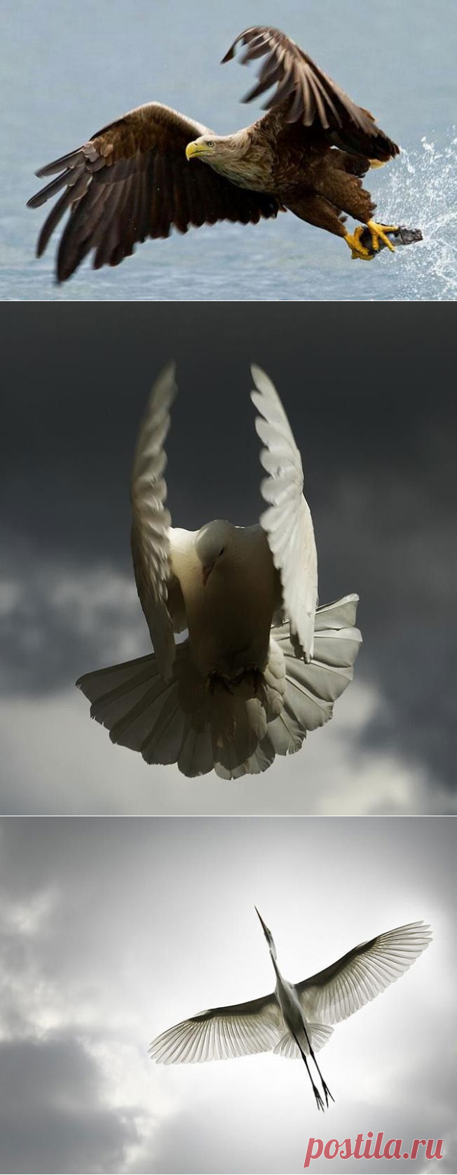 Птицы в полете