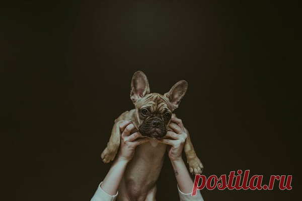 Закройте на минуту глаза и представьте свой страх в виде животного или какого-то предмета. Посмотрите на него внимательно. Какой он? Если бы ваше животное или предмет могли заговорить, что бы они вам сказали?
Лицом к лицу
Если вы боитесь собак, то попробуйте посетить площадку для дрессировки. Может быть, вам удастся понаблюдать за щенками во время игрового урока или погулять с группой владельцев собак. Попросите тренера-кинолога рассказать о поведении собак и о...