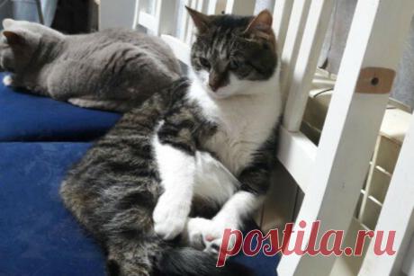 Эрмитажный кот, сбежавший из Музея, спас щенка