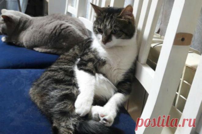 Эрмитажный кот, сбежавший из Музея, спас щенка