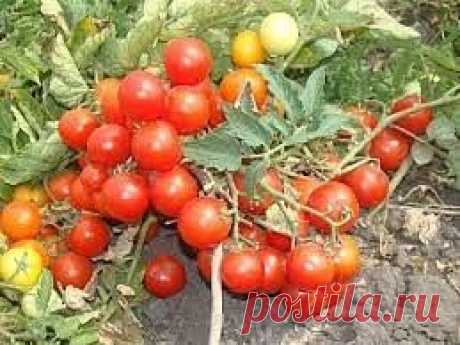 2 настоя от фито фторы