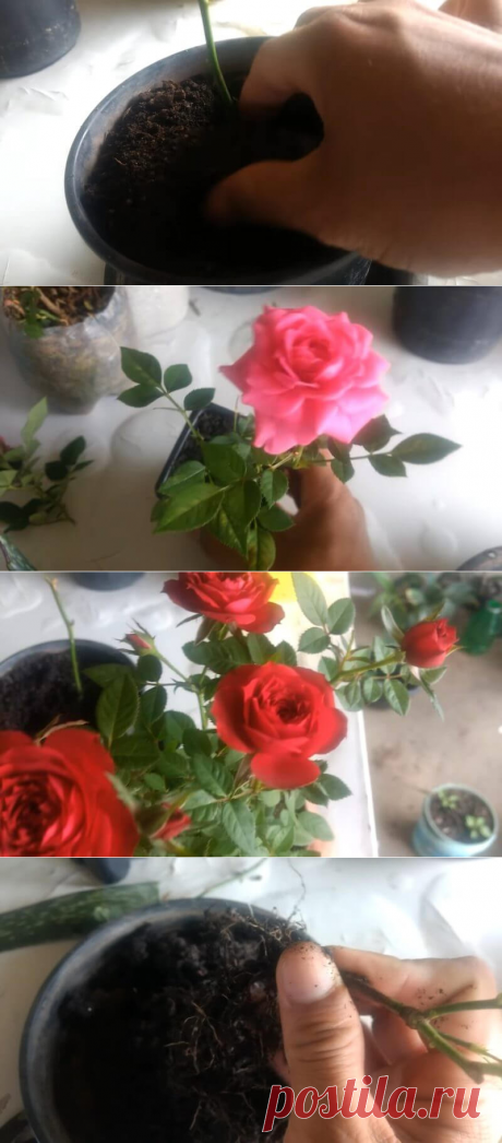 Поместите черенок розы в кусочек алоэ вера и поразитесь результату | В темпе жизни