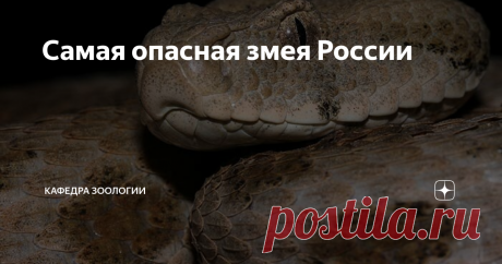 Самая опасная змея России Я держу в руке музейную банку, заполненную формалином. На меня смотрит два немигающих глаза и давно уже неживых вертикальных зрачка. Когда эта змея была жива, ее избегали все позвоночные, от ящериц до крупных млекопитающих. Ее укус смертельно опасен и для человека. Это гюрза, или левантская гадюка (Macrovipera lebetina) - крупнейшая ядовитая змея бывшего СССР. Она относится  к семейству Гадюковых
