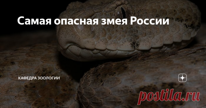 Самая опасная змея России Я держу в руке музейную банку, заполненную формалином. На меня смотрит два немигающих глаза и давно уже неживых вертикальных зрачка. Когда эта змея была жива, ее избегали все позвоночные, от ящериц до крупных млекопитающих. Ее укус смертельно опасен и для человека. Это гюрза, или левантская гадюка (Macrovipera lebetina) - крупнейшая ядовитая змея бывшего СССР. Она относится  к семейству Гадюковых
