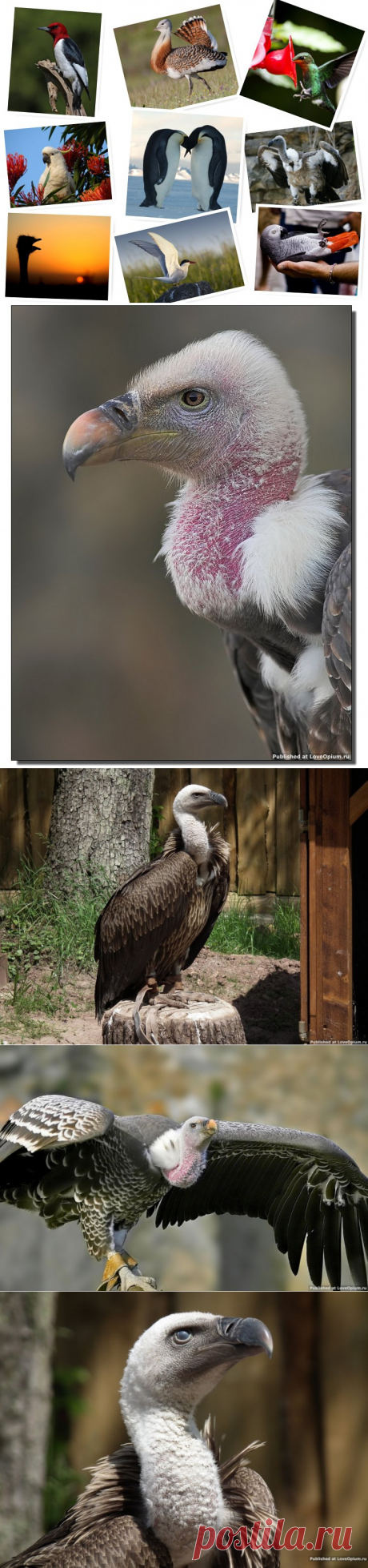 Птицы-рекордсмены — Наука и жизнь