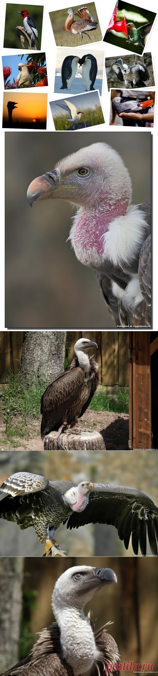 Птицы-рекордсмены — Наука и жизнь