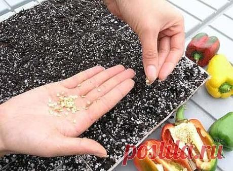 КОГДА САЖАТЬ РАССАДУ В 2017 ГОДУ - КАЛЕНДАРЬ ПОСАДКИ РАССАДЫ

Работа в саду или огороде требует огромных затрат, как физических, так и духовных. Ведь необходимо не просто посадить растение, но и сделать это с душой и умом. Для достижения успеха необходимо еще и действовать в соответствии с природой, а это бывает не так и легко. 2017 год обещает принести хороший урожай, но при условии, что вы будете следовать лунным циклам. А в этом вам поможет календарь посадки рассады 201...