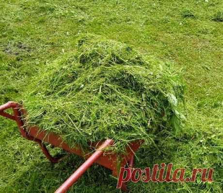 "Траву только неопытные выбрасывают!". 5 вариантов, как можно использовать скошенный газон на участке. | Игорь Суворов | Яндекс Дзен