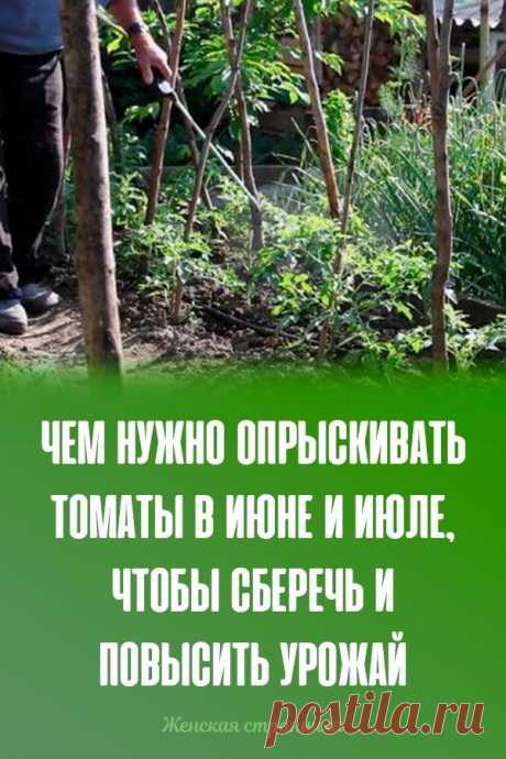 Чем нужно опрыскивать томаты в июне и июле, чтобы сберечь и повысить урожай  | Огород, Сад, Современное садоводство в огороде дача огород цветы   красиво  сад и огород  сделай сам для дачи огород ру

садовый декор