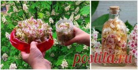 Цвет каштана — ценное лекарство: лечат лейкемию, опухоли мозга, варикоз и тромбофлебит Цветки в виде отвара или спиртовой настойки пьют при заболеваниях сердца, печени, туберкулёзе лёгких, одышке, белокровии, ревматизме; настойкой натираются при артрических и подагрических болях.Цветы каштана используются при – лейкемии, опухолях головного мозга, аденоме предстательной железы.