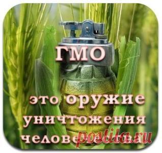 Токсины из генетически модифицированных организмов обнаружены в крови 93% тестируемых