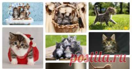 «Котята» у Яндекс.Колекціях Милые и пушистые котята — в Яндекс.Коллекциях. Смотрите фотографии красивых котят разных пород
