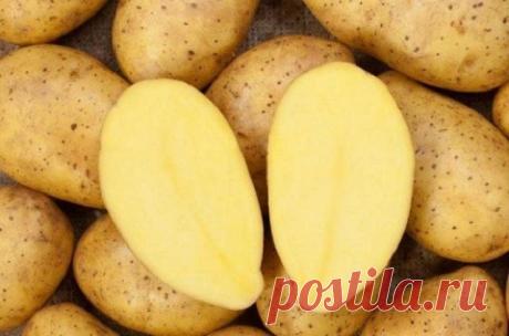 Готовим клубни картофеля к посадке: как не упустить важные моменты