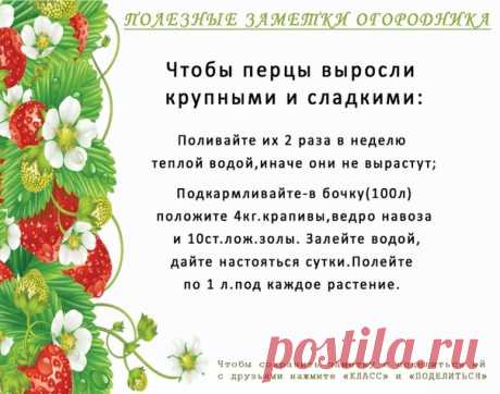 Екатерининский | Садовые растения, цветы,саженцы