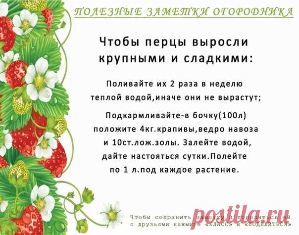 Екатерининский | Садовые растения, цветы,саженцы